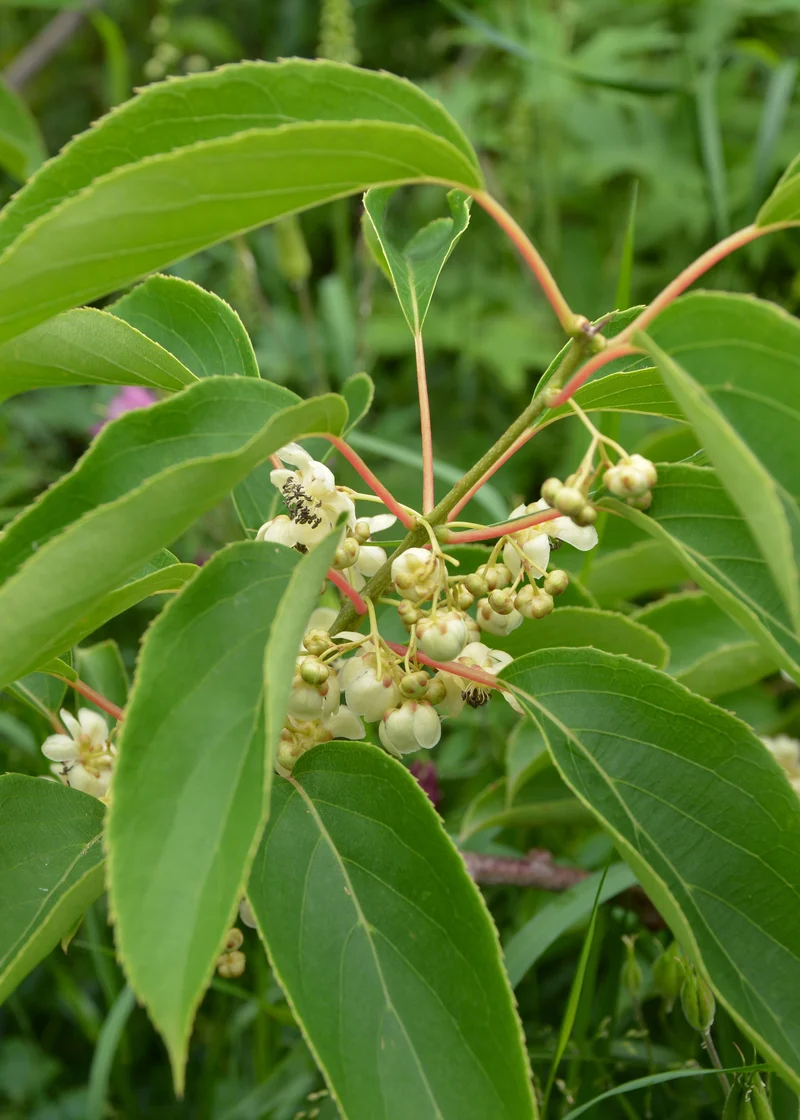 Actinidia (Kiwibeere) (L)