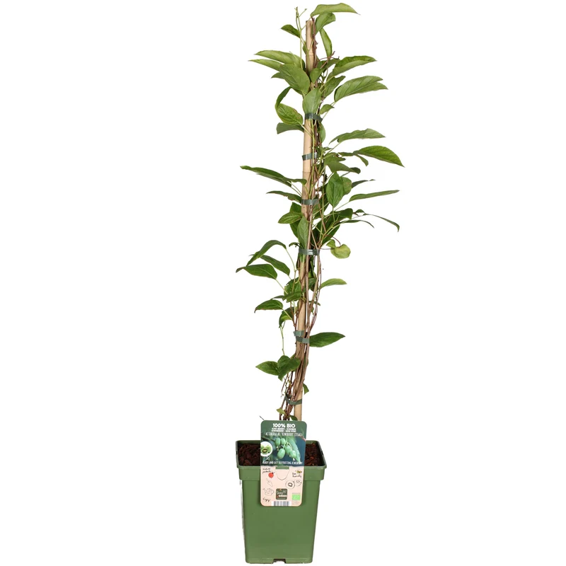 Actinidia (Kiwibeere) (L)