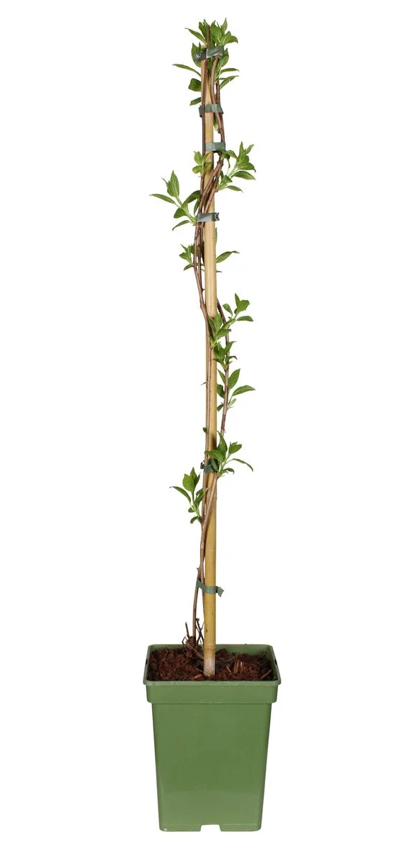 Actinidia (Kiwibeere) (L)