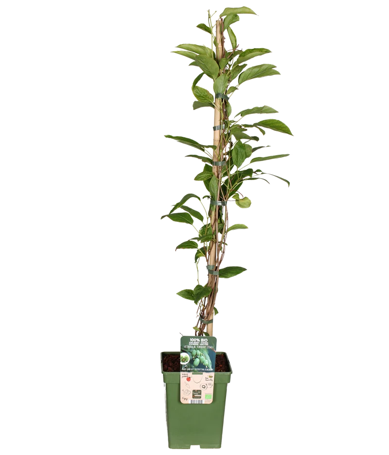 Actinidia (Kiwibeere) (L)