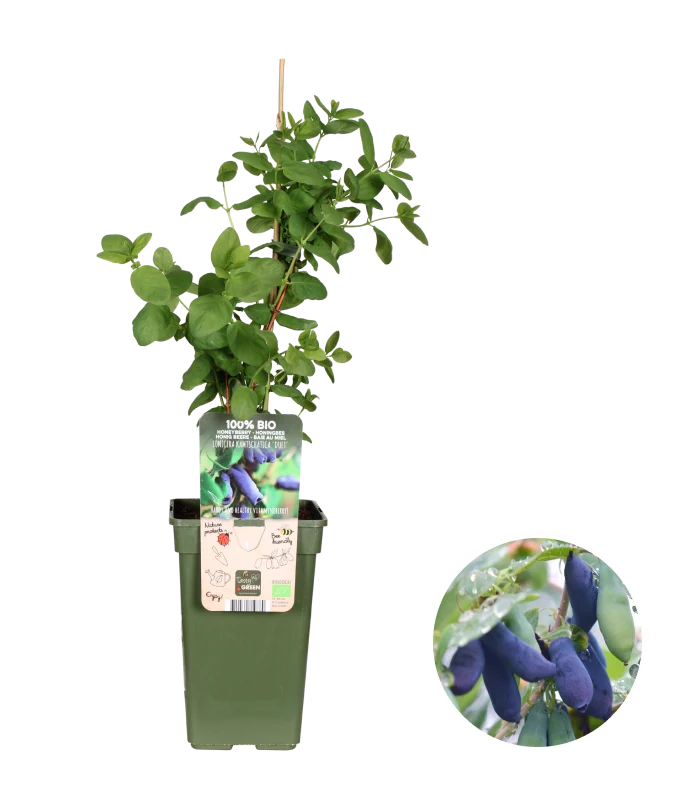 Lonicera kamtschatica (Honigbeere) (M)