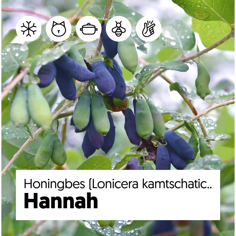 Lonicera kamtschatica (Honigbeere) (M)