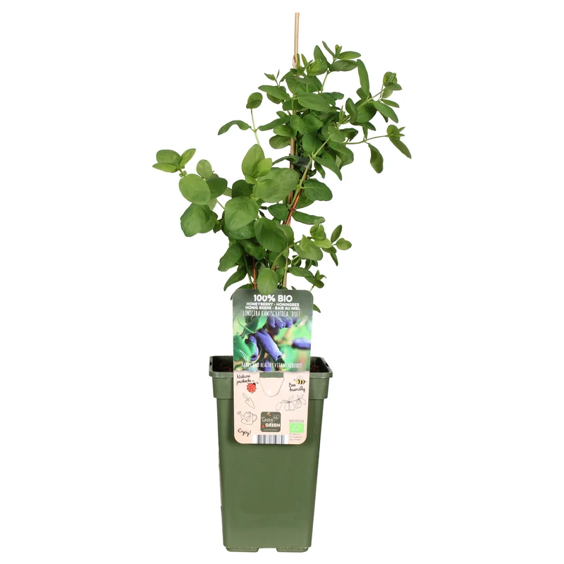 Lonicera kamtschatica (Honigbeere) (M)
