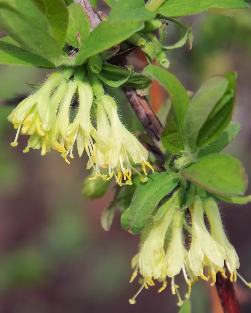 Lonicera kamtschatica (Honigbeere) (M)