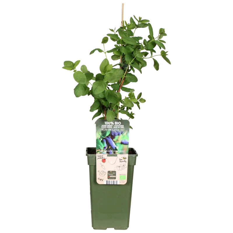 Lonicera kamtschatica (Honigbeere) (M)