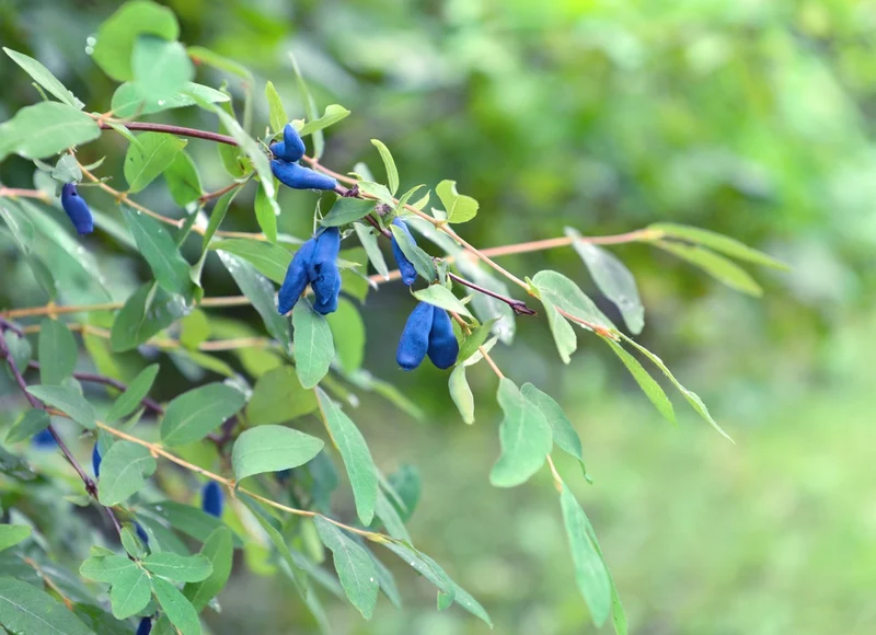 Lonicera kamtschatica (Honigbeere) (M)