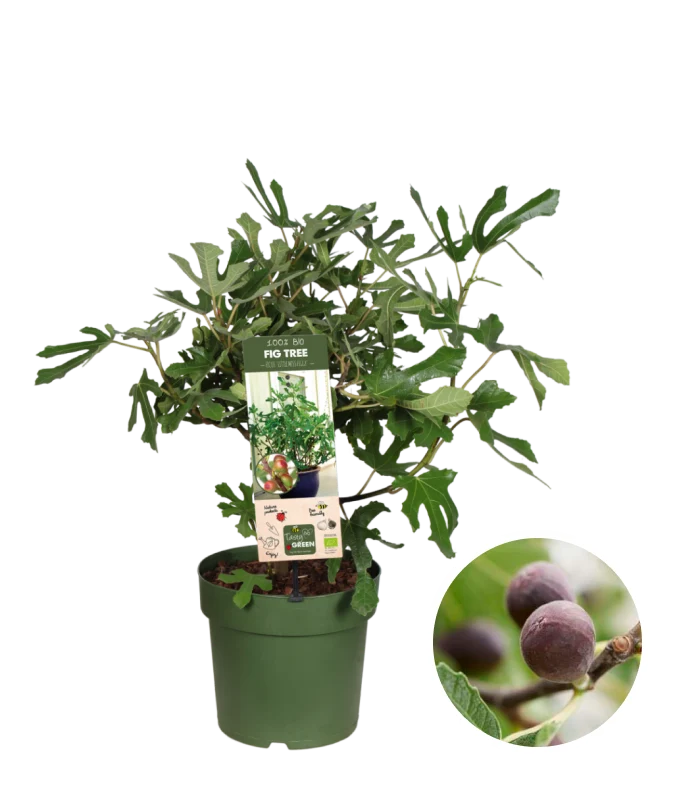 Ficus carica (Feige) (M)