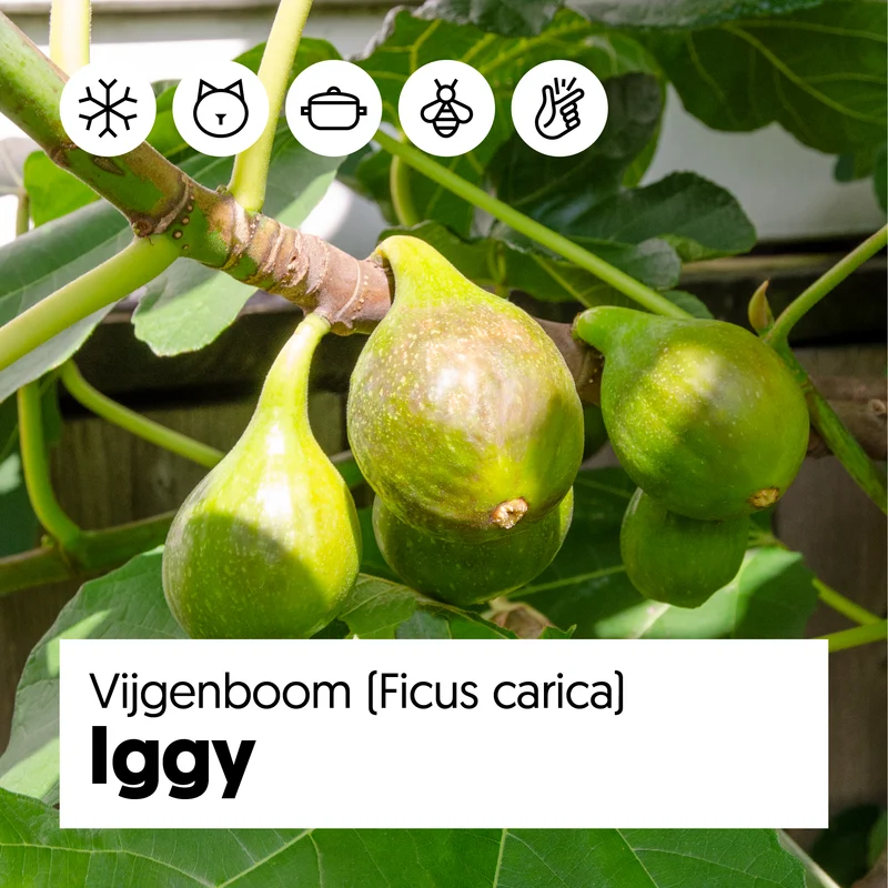 Ficus carica (Feige) (M)