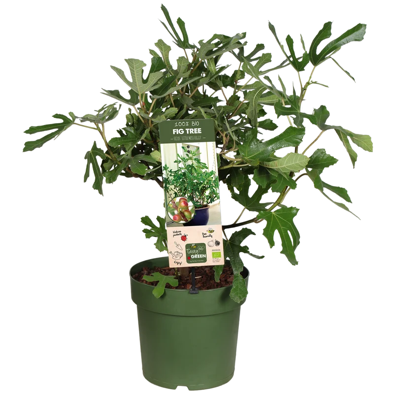 Ficus carica (Feige) (M)