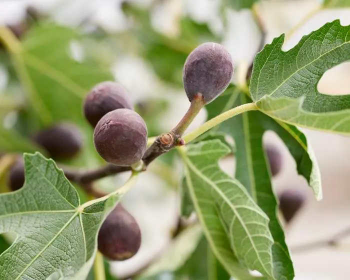 Ficus carica (Feige) (M)