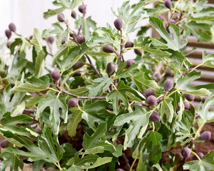 Ficus carica (Feige) (M)