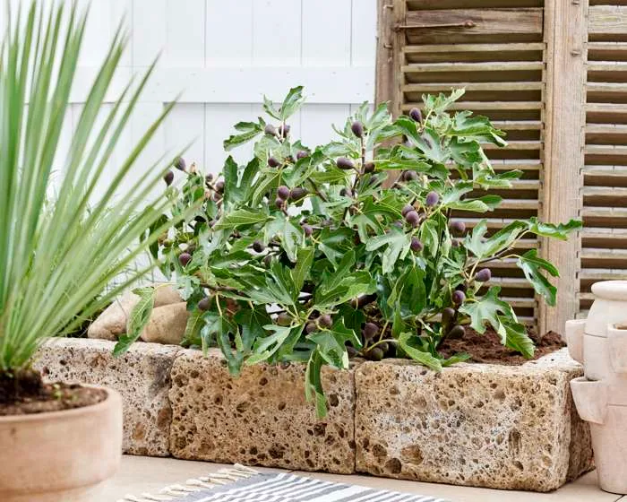 Ficus carica (Feige) (M)