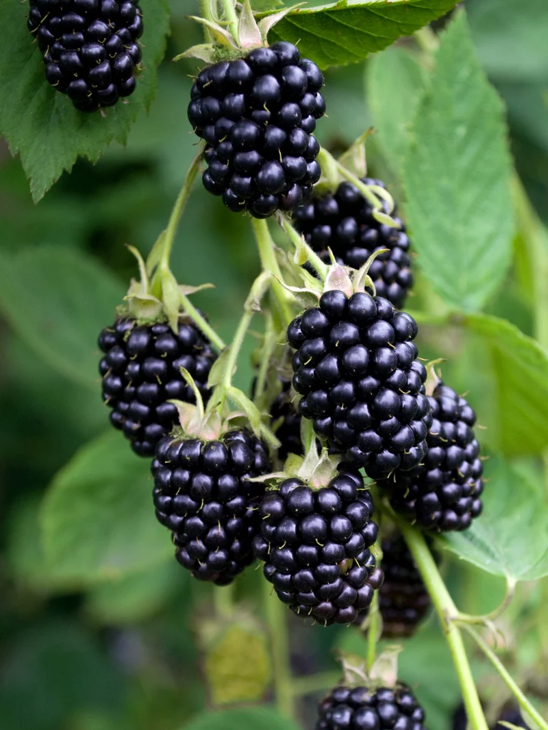 Brombeere ohne Dornen (Rubus fruticosus) (L)