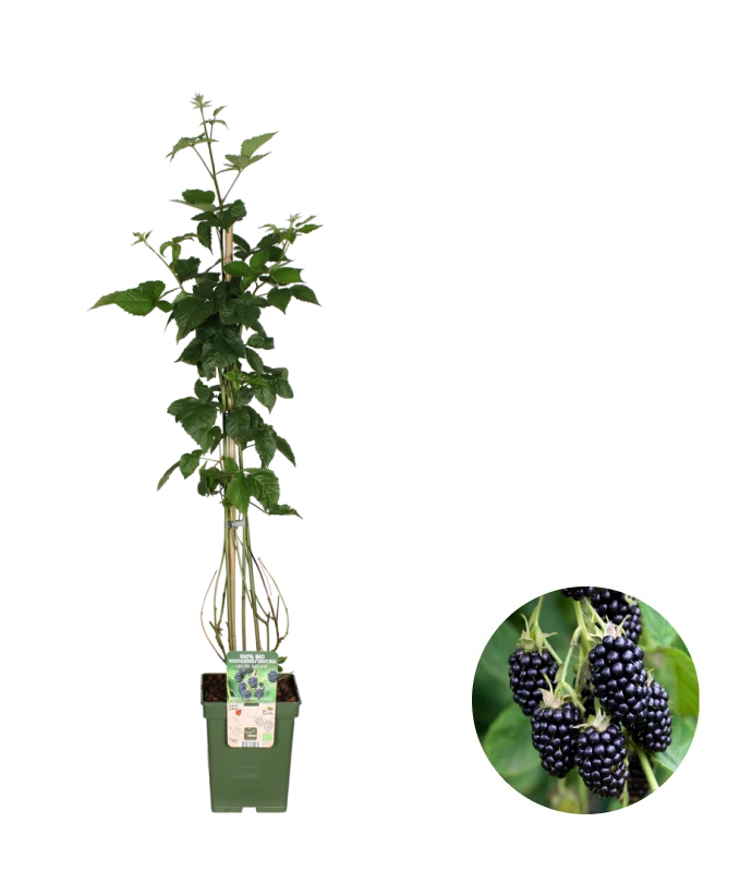 Brombeere ohne Dornen (Rubus fruticosus) (L)