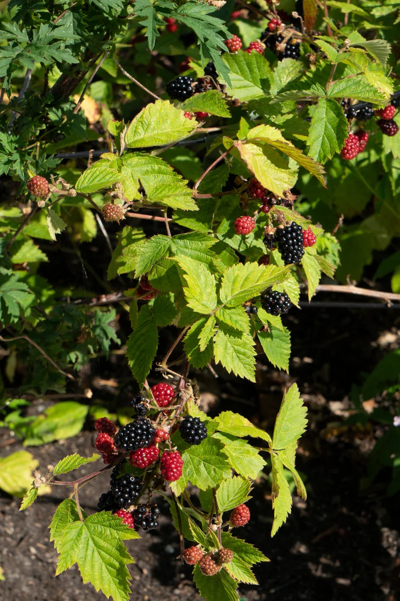 Brombeere ohne Dornen (Rubus fruticosus) (L)
