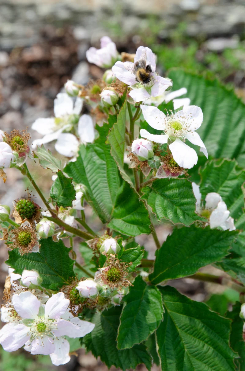 Brombeere ohne Dornen (Rubus fruticosus) (L)