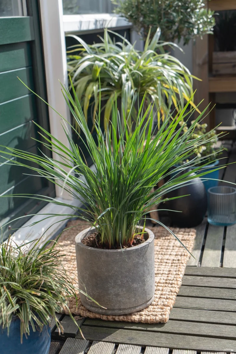 Dianella revoluta 'Coolvista' (Heidelbeerlilie) (M)