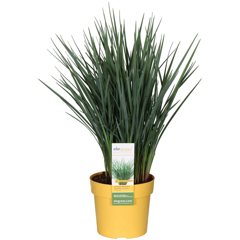 Dianella revoluta 'Coolvista' (Heidelbeerlilie) (M)