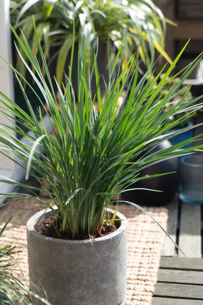Dianella revoluta 'Coolvista' (Heidelbeerlilie) (M)