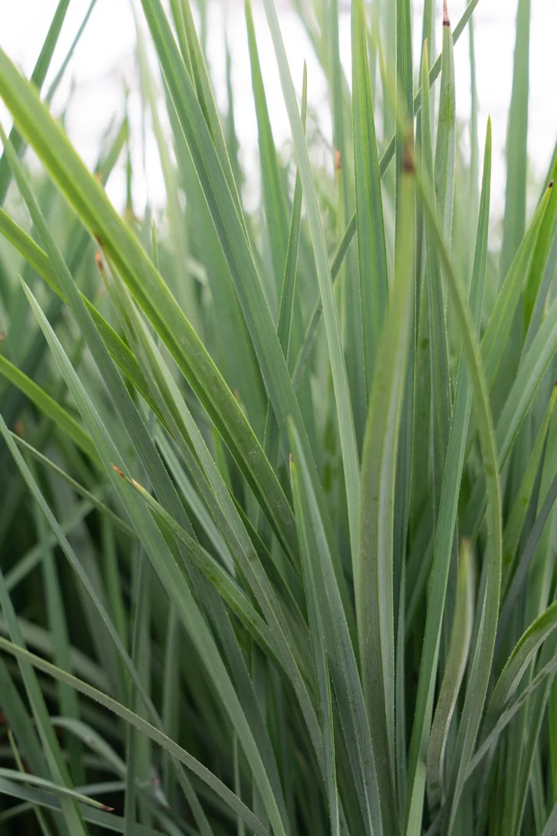 Dianella revoluta 'Coolvista' (Heidelbeerlilie) (M)