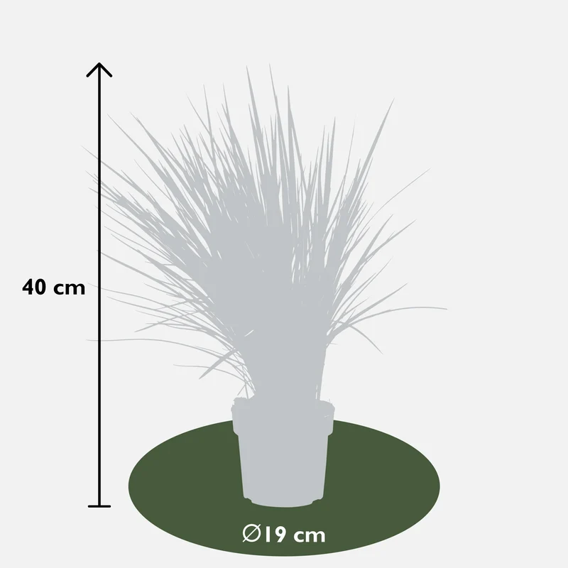 Dianella revoluta 'Coolvista' (Heidelbeerlilie) (M)