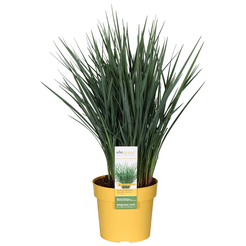 Dianella revoluta 'Coolvista' (Heidelbeerlilie) (M)