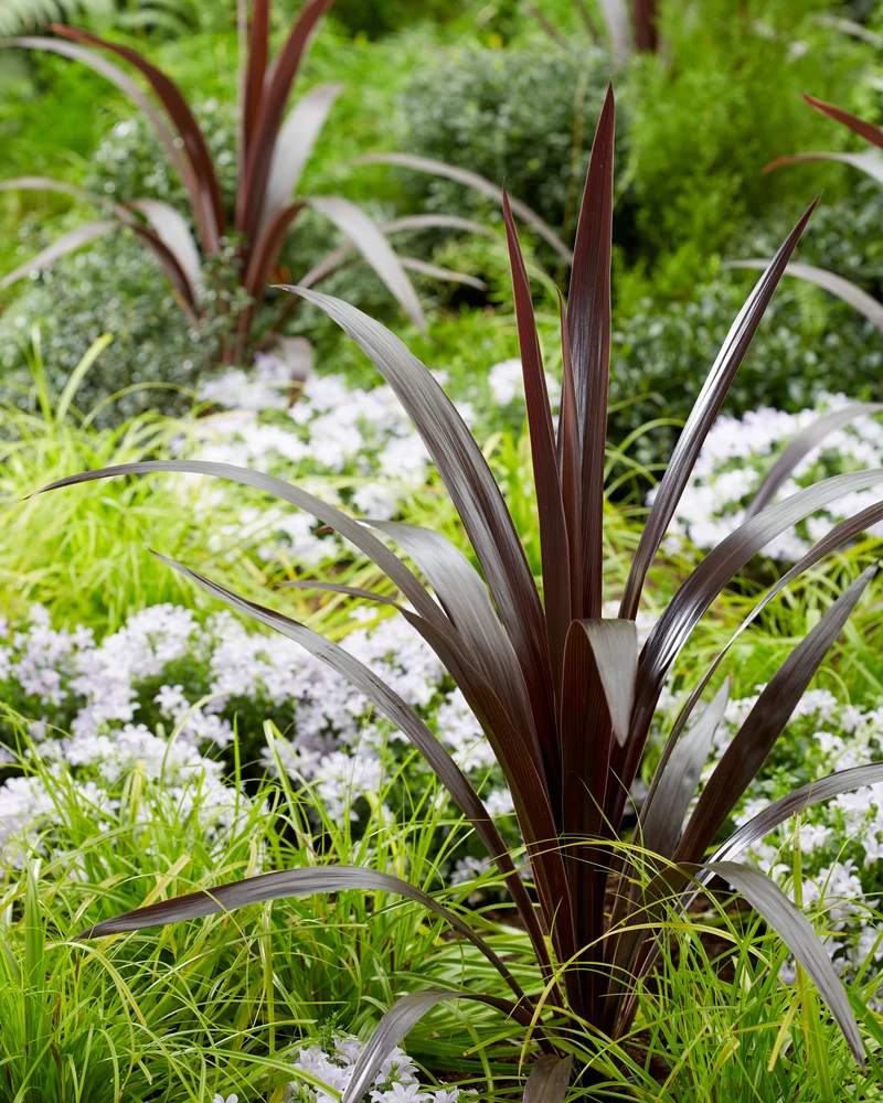 Cordyline obtecta 'Superstar' (Kohlbaum) (M)