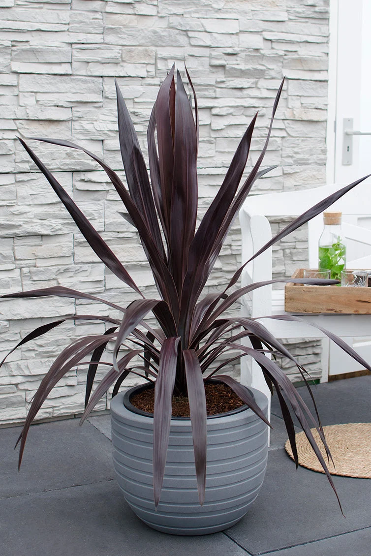 Cordyline obtecta 'Superstar' (Kohlbaum) (M)
