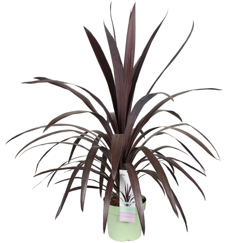 Cordyline obtecta 'Superstar' (Kohlbaum) (M)