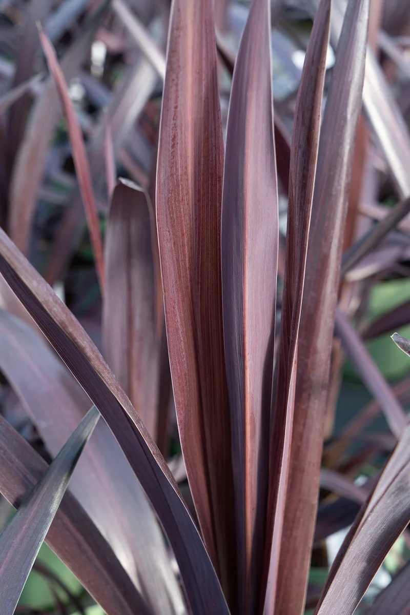 Cordyline obtecta 'Superstar' (Kohlbaum) (M)