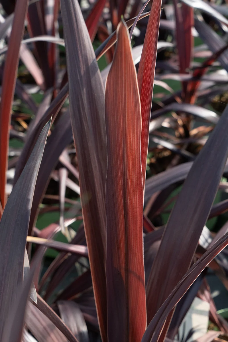 Cordyline obtecta 'Superstar' (Kohlbaum) (M)
