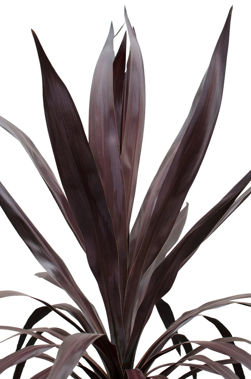 Cordyline obtecta 'Superstar' (Kohlbaum) (M)