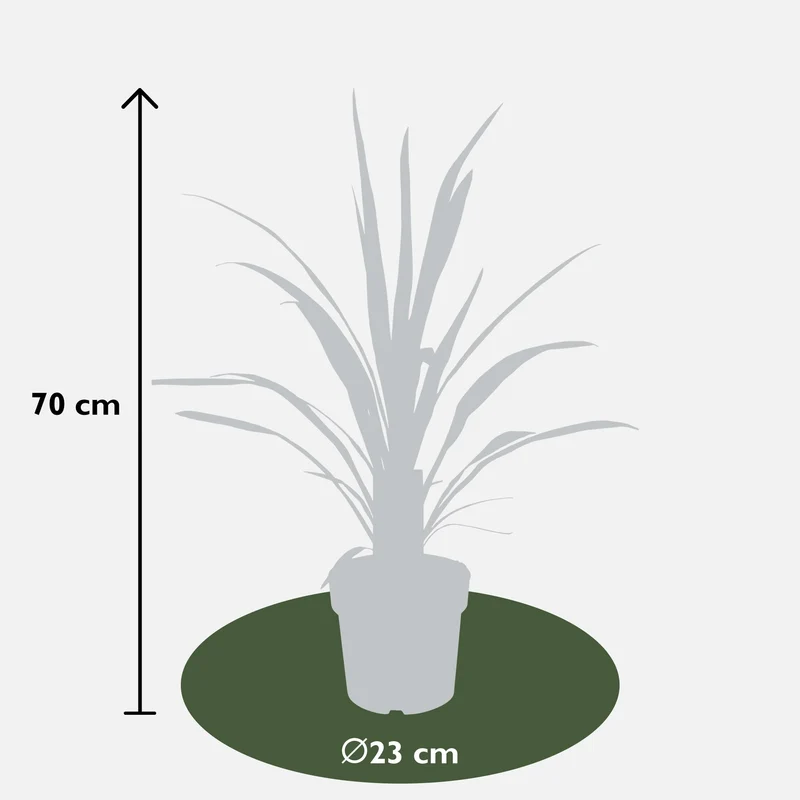 Cordyline obtecta 'Superstar' (Kohlbaum) (M)