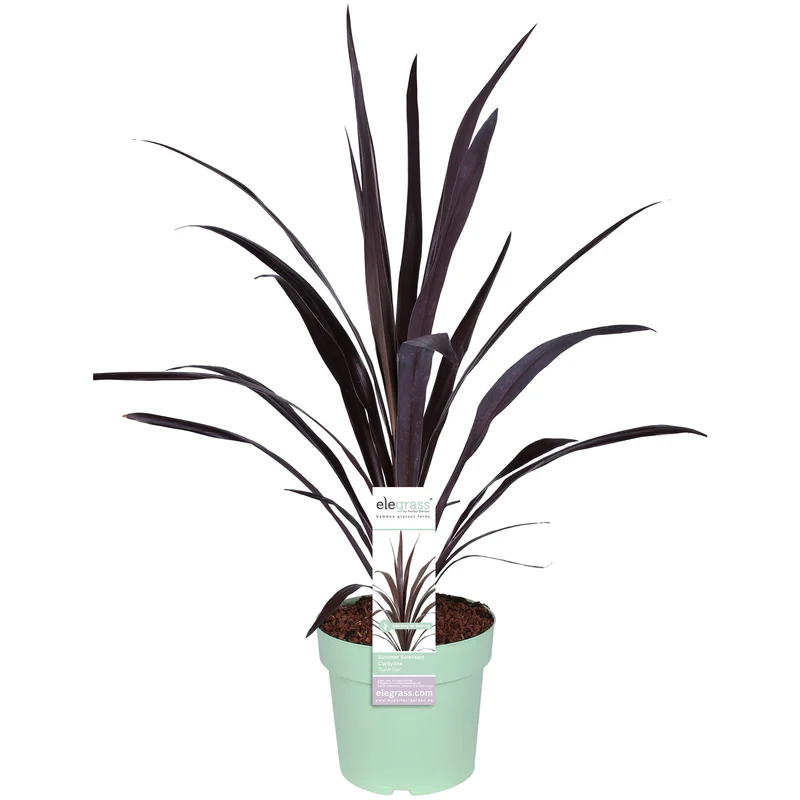 Cordyline obtecta 'Superstar' (Kohlbaum) (M)