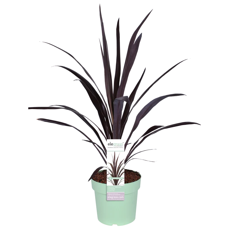 Cordyline obtecta 'Superstar' (Kohlbaum) (M)