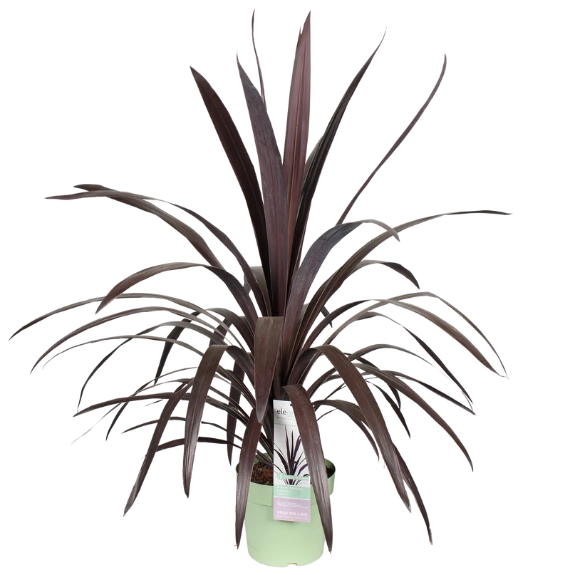 Cordyline obtecta 'Superstar' (Kohlbaum) (M)