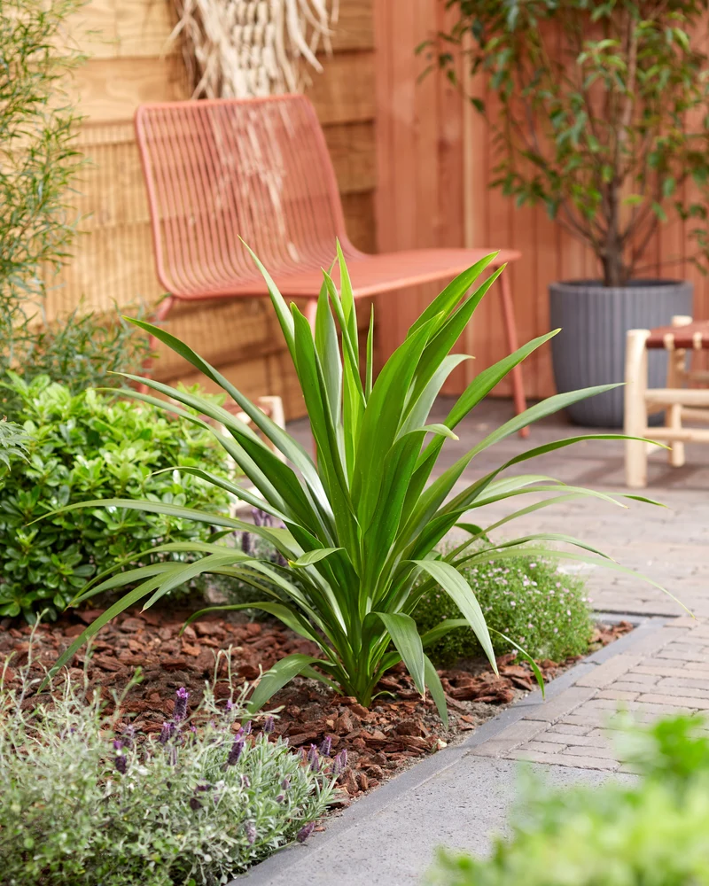 Cordyline australis 'Emerald Star' (Kohlbaum) (M)