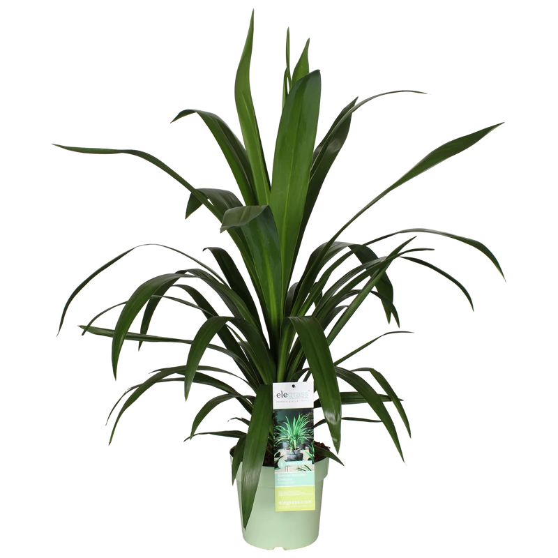 Cordyline australis 'Emerald Star' (Kohlbaum) (M)