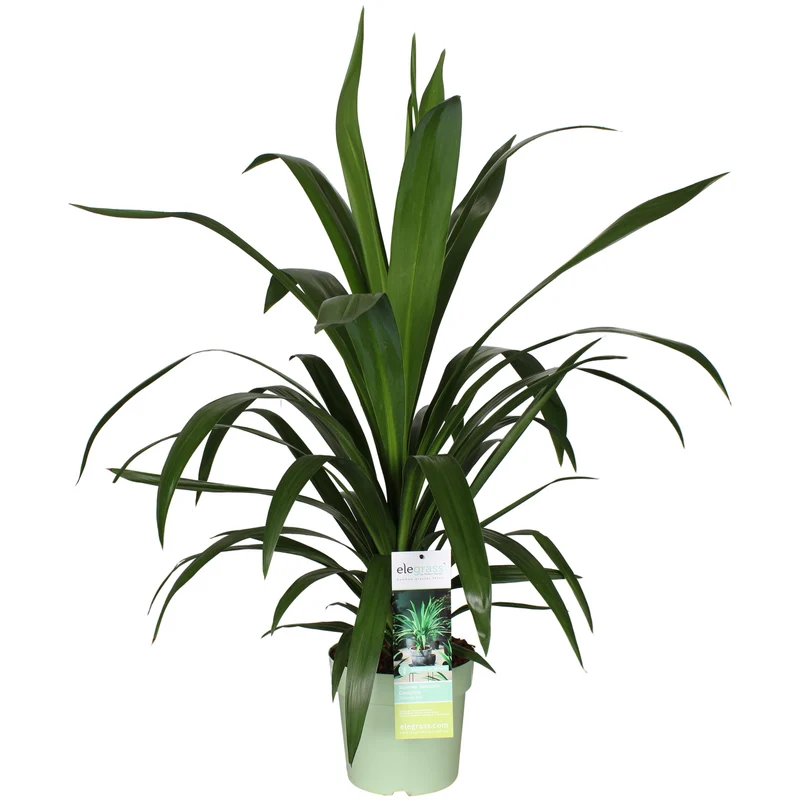 Cordyline australis 'Emerald Star' (Kohlbaum) (M)
