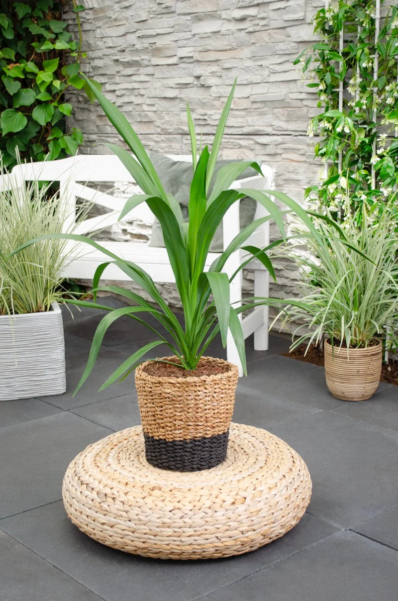 Cordyline australis 'Emerald Star' (Kohlbaum) (M)