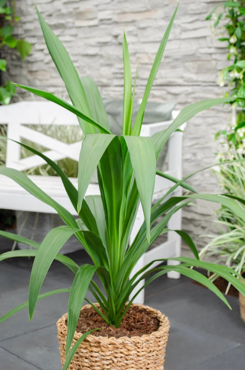 Cordyline australis 'Emerald Star' (Kohlbaum) (M)