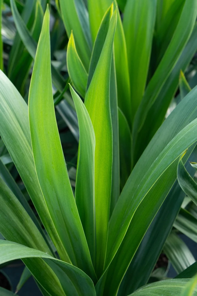 Cordyline australis 'Emerald Star' (Kohlbaum) (M)