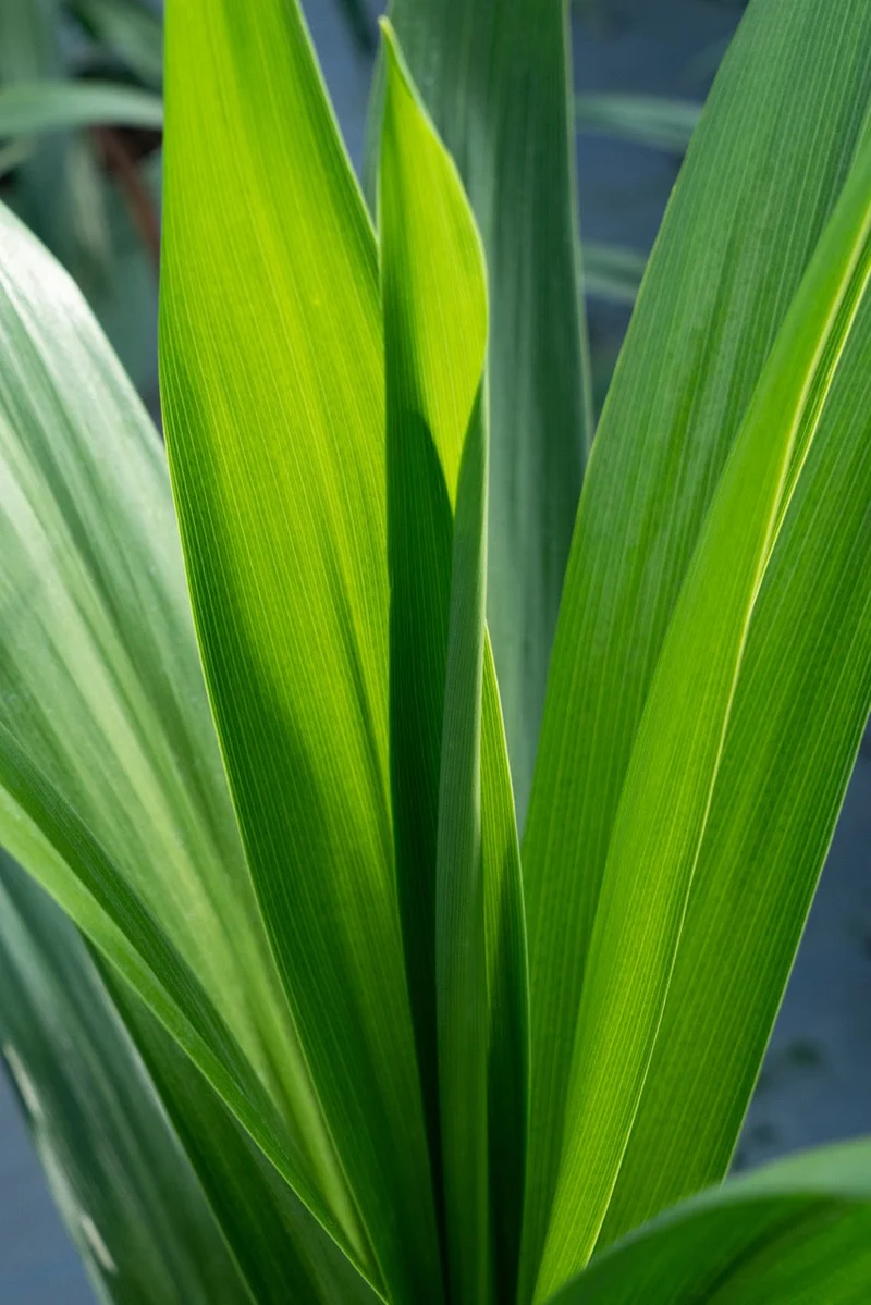 Cordyline australis 'Emerald Star' (Kohlbaum) (M)