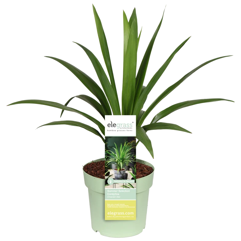 Cordyline australis 'Emerald Star' (Kohlbaum) (M)