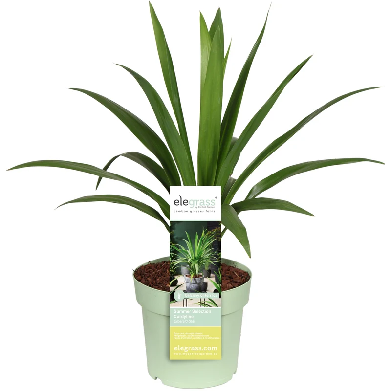Cordyline australis 'Emerald Star' (Kohlbaum) (M)