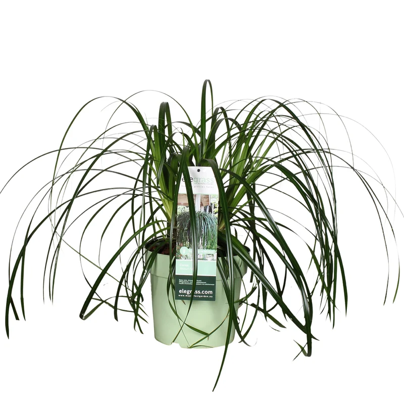 Carex oshimensis 'Ribbon Falls' (Japanische Segge) (M)