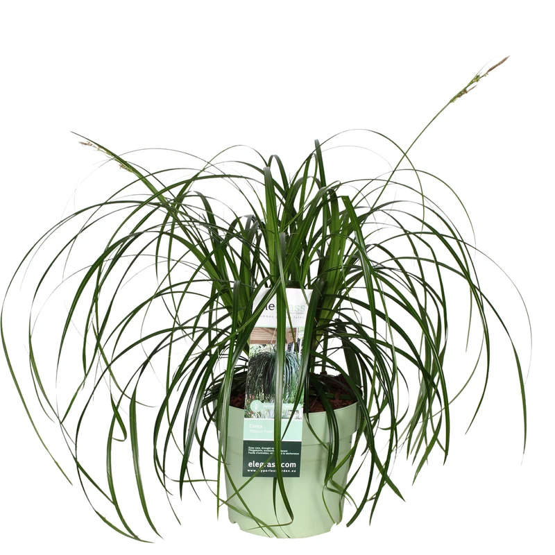 Carex oshimensis 'Ribbon Falls' (Japanische Segge) (M)