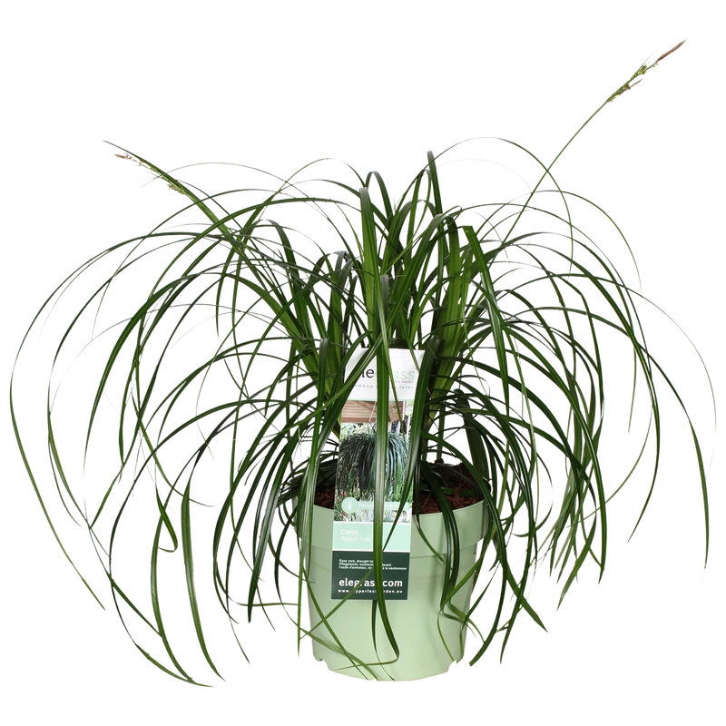 Carex oshimensis 'Ribbon Falls' (Japanische Segge) (M)