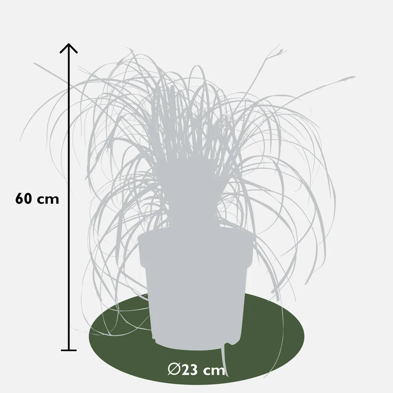 Carex oshimensis 'Ribbon Falls' (Japanische Segge) (M)