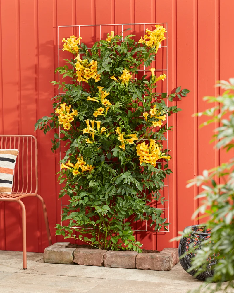 Campsis radicans Flava (Trompetenblume) (M)